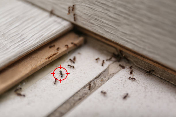 Best Wasp Removal Services  in North Utica, IL