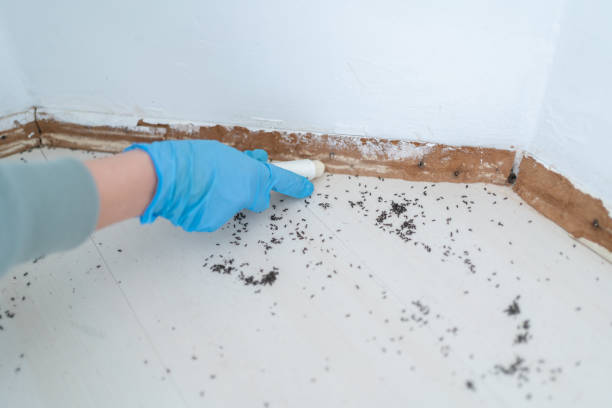Best Flea Control Services  in North Utica, IL